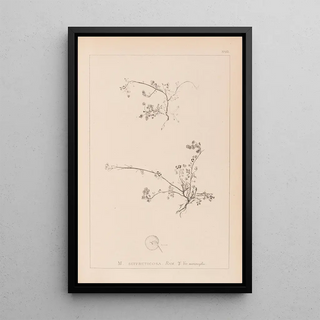 Herbier de la flore française Pl0261 - Louis Antoine Cusin — framed artwork on a wall
