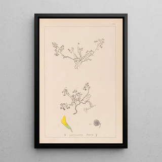 Herbier de la flore française Pl0262 - Louis Antoine Cusin — framed artwork on a wall