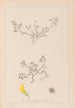 Herbier de la flore française Pl0262 - Louis Antoine Cusin — artwork view