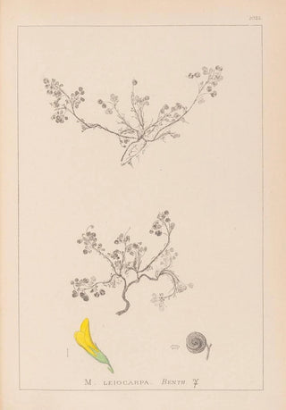 Herbier de la flore française Pl0262 - Louis Antoine Cusin — artwork view