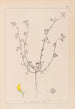 Herbier de la flore française Pl0263 - Louis Antoine Cusin — artwork view