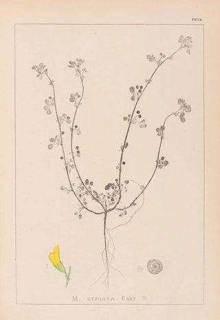 Herbier de la flore française Pl0263 - Louis Antoine Cusin — artwork view