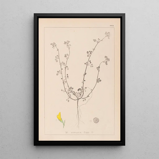 Herbier de la flore française Pl0263 - Louis Antoine Cusin — framed artwork on a wall