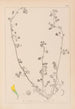 Herbier de la flore française Pl0264 - Louis Antoine Cusin — artwork view
