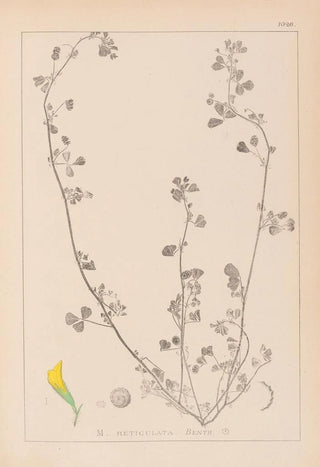 Herbier de la flore française Pl0264 - Louis Antoine Cusin — artwork view
