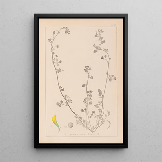 Herbier de la flore française Pl0264 - Louis Antoine Cusin — framed artwork on a wall