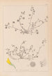 Herbier de la flore française Pl0265 - Louis Antoine Cusin — artwork view