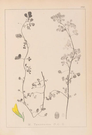 Herbier de la flore française Pl0266 - Louis Antoine Cusin — artwork view