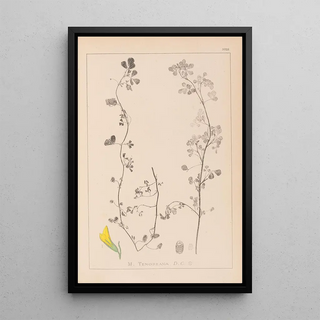 Herbier de la flore française Pl0266 - Louis Antoine Cusin — framed artwork on a wall