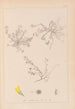 Herbier de la flore française Pl0268 - Louis Antoine Cusin — artwork view