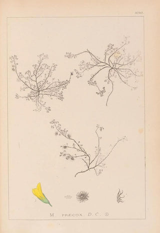 Herbier de la flore française Pl0268 - Louis Antoine Cusin — artwork view