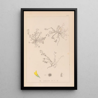 Herbier de la flore française Pl0268 - Louis Antoine Cusin — framed artwork on a wall
