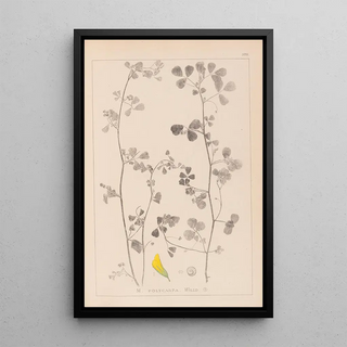 Herbier de la flore française Pl0269 - Louis Antoine Cusin — framed artwork on a wall