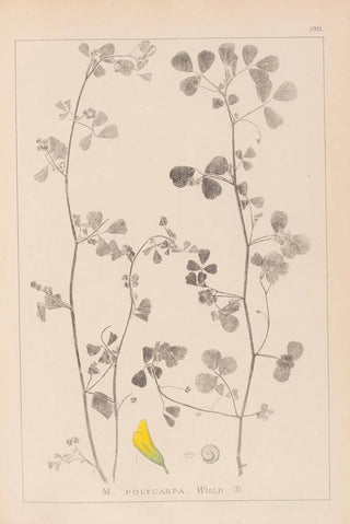 Herbier de la flore française Pl0269 - Louis Antoine Cusin — artwork view