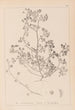 Herbier de la flore française Pl0270 - Louis Antoine Cusin — artwork view