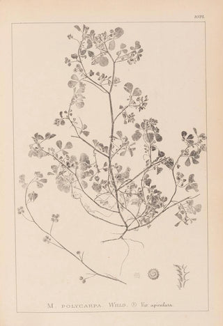 Herbier de la flore française Pl0270 - Louis Antoine Cusin — artwork view