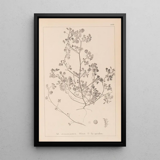 Herbier de la flore française Pl0270 - Louis Antoine Cusin — framed artwork on a wall
