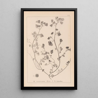 Herbier de la flore française Pl0271 - Louis Antoine Cusin — framed artwork on a wall