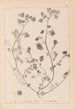 Herbier de la flore française Pl0271 - Louis Antoine Cusin — artwork view