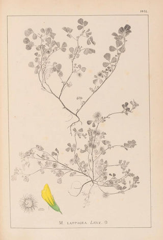 Herbier de la flore française Pl0272 - Louis Antoine Cusin — artwork view