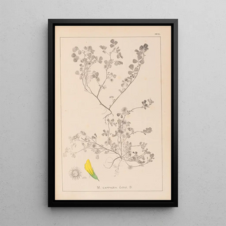 Herbier de la flore française Pl0272 - Louis Antoine Cusin — framed artwork on a wall