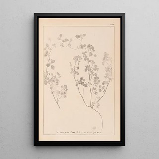 Herbier de la flore française Pl0273 - Louis Antoine Cusin — framed artwork on a wall