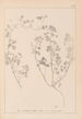 Herbier de la flore française Pl0273 - Louis Antoine Cusin — artwork view