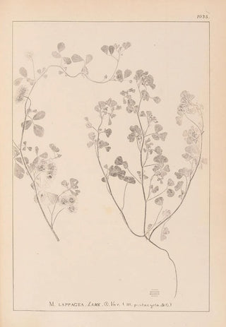 Herbier de la flore française Pl0273 - Louis Antoine Cusin — artwork view