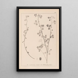 Herbier de la flore française Pl0274 - Louis Antoine Cusin — framed artwork on a wall