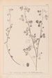 Herbier de la flore française Pl0274 - Louis Antoine Cusin — artwork view
