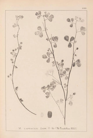 Herbier de la flore française Pl0274 - Louis Antoine Cusin — artwork view