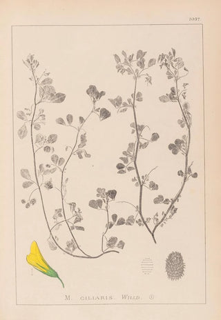 Herbier de la flore française Pl0275 - Louis Antoine Cusin — artwork view