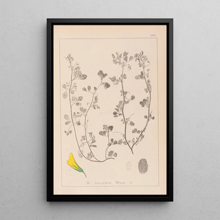 Herbier de la flore française Pl0275 - Louis Antoine Cusin — framed artwork on a wall