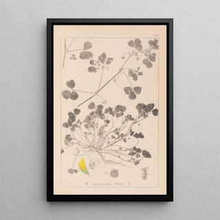 Herbier de la flore française Pl0276 - Louis Antoine Cusin — framed artwork on a wall