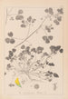 Herbier de la flore française Pl0276 - Louis Antoine Cusin — artwork view