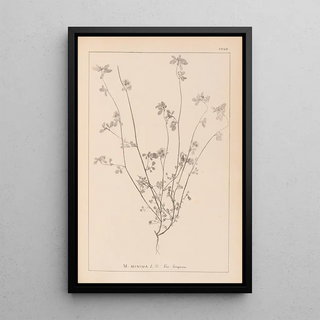 Herbier de la flore française Pl0278 - Louis Antoine Cusin — framed artwork on a wall
