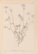 Herbier de la flore française Pl0278 - Louis Antoine Cusin — artwork view