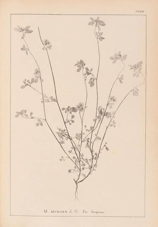 Herbier de la flore française Pl0278 - Louis Antoine Cusin — artwork view