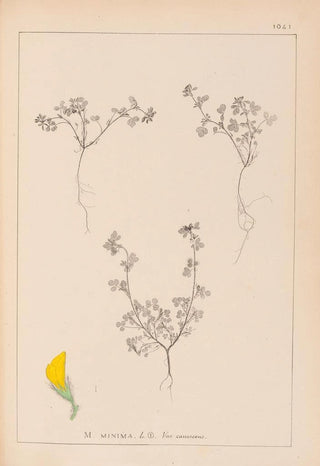 Herbier de la flore française Pl0279 - Louis Antoine Cusin — artwork view