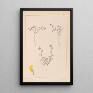 Herbier de la flore française Pl0279 - Louis Antoine Cusin — framed artwork on a wall