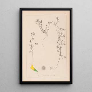 Herbier de la flore française Pl0280 - Louis Antoine Cusin — framed artwork on a wall