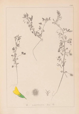 Herbier de la flore française Pl0280 - Louis Antoine Cusin — artwork view