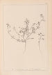 Herbier de la flore française Pl0281 - Louis Antoine Cusin — artwork view