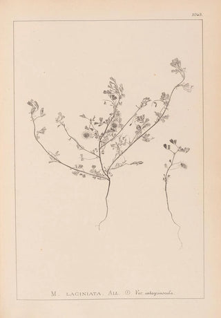 Herbier de la flore française Pl0281 - Louis Antoine Cusin — artwork view