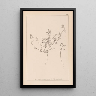 Herbier de la flore française Pl0281 - Louis Antoine Cusin — framed artwork on a wall