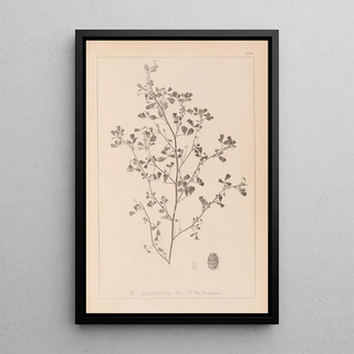 Herbier de la flore française Pl0282 - Louis Antoine Cusin — framed artwork on a wall