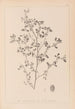 Herbier de la flore française Pl0282 - Louis Antoine Cusin — artwork view