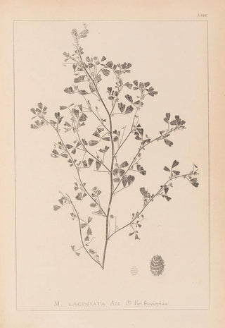 Herbier de la flore française Pl0282 - Louis Antoine Cusin — artwork view