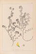Herbier de la flore française Pl0283 - Louis Antoine Cusin — artwork view