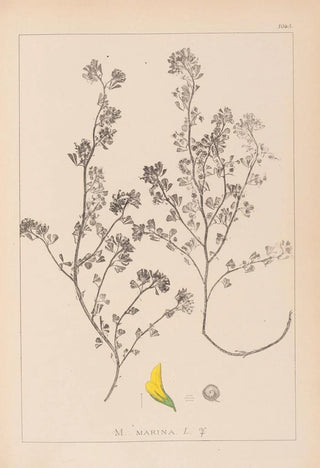 Herbier de la flore française Pl0283 - Louis Antoine Cusin — artwork view